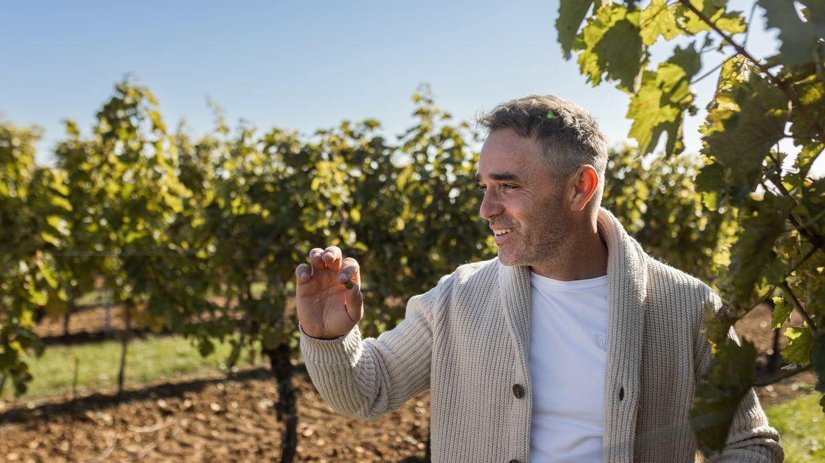 Opětovný nápad se zdaněním vína je populistický politický tah, říká šéf Svazu vinařů